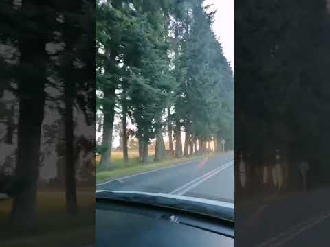 camino entre Fresia y puerto Montt, región de los lagos Chile#viajes