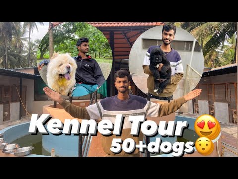 Kennel Tour|Dog Farming|Top quality puppies available in Banglore| Dhanush | Import Dogs| 9353268076