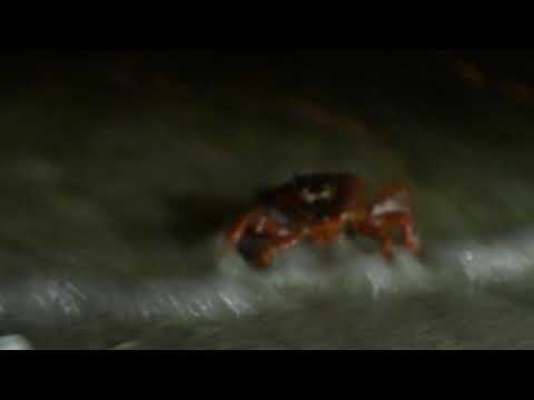 Red Crab Spawning, Flying Fish Cove Christmas Island 06122020 J33 RAW AAM 1895