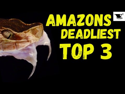 The Ultimate Snake Showdown: Which is the Deadliest?