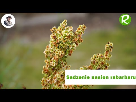 Sadzenie nasion rabarbaru: krok po kroku