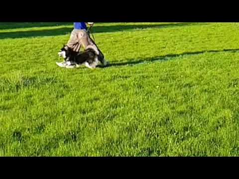 Finnish lapphund Ilma Training for dog show