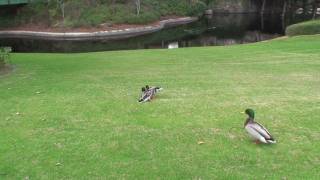 Fight in the Magic Kingdom