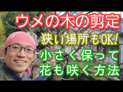 なぜ私の梅の木は泣いているのですか？果樹の原因、ヒントと予防  庭園