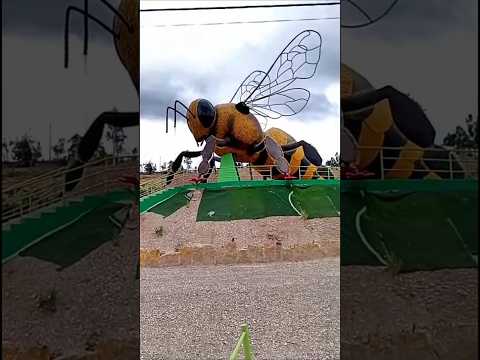 La abeja más grande del mundo #abejas #apiario #laabejamasgrandedelmundo #Colombia #sutamarchan