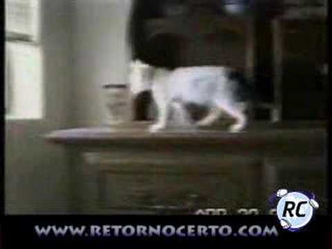 Gatos Comicos - Cats Funny