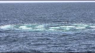 preview picture of video 'Whales We See at Cape Ann Whale Watch - Gloucester Massachusetts'