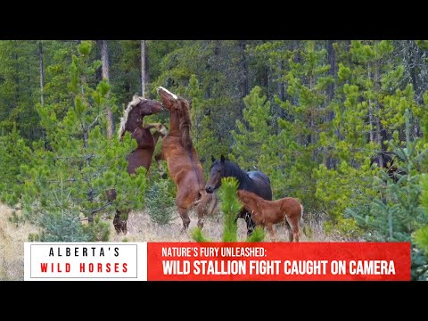 While Two Stallions Clash, the Mare Walks Away