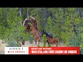 While Two Stallions Clash The Mare Walks Away Alberta Wild Horses Canada