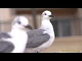 The Life Of The Rill Billed Sea Gull HD