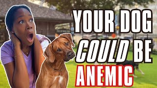 Why Your Dog Is Always Tired (It’s Not Just Age!)