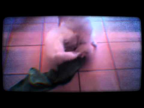 Gli indomabili  (Created with @Magisto)