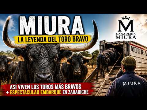 Salida 5º toro de MIURA: \
