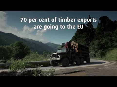 Illegal logging in Ukraine