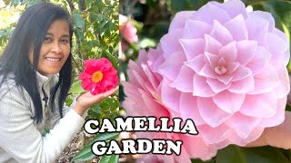 The Best Camellia Garden I&#39;ve Ever Seen! | Filoli Gardens Camellia Collection🌸
