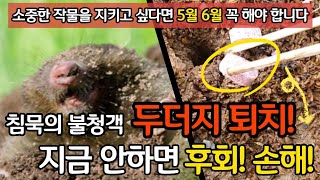 침묵의 불청객 두더지 퇴치! 지금 안하면 후회! 손해! - 소중한 작물을 지키고 싶다면 5월 6월 꼭 해야 …