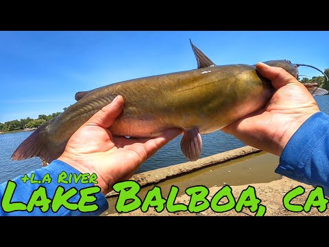 バルボア湖でのナマズ釣りとロサンゼルス川でのパンフィッシング | カリフォルニア州2023年7月夏 #BBAKR3W🎣🤙🏽