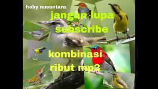 Download lagu SUARA PIKAT PRINJAK RIBUT KOMBINASI BURUNG SEPAH RAJA BURUNG SOGON mp3