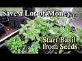 Start Basil from Seeds & Stop Buying Expensive Transplants: How to Grow Beautiful Basil Plants!
