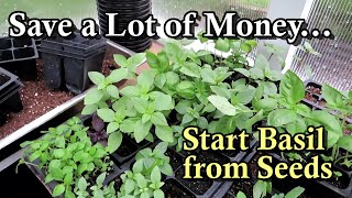 Start Basil from Seeds & Stop Buying Expensive Transplants: How to Grow Beautiful Basil Plants!
