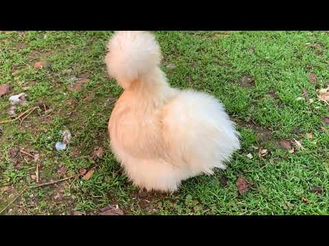 Red Pyle Silkies
