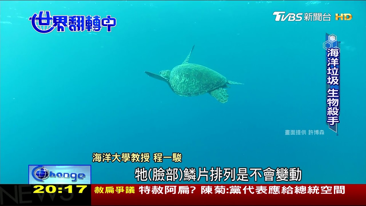 「留龜」增加!小琉球護海有成變海龜天堂