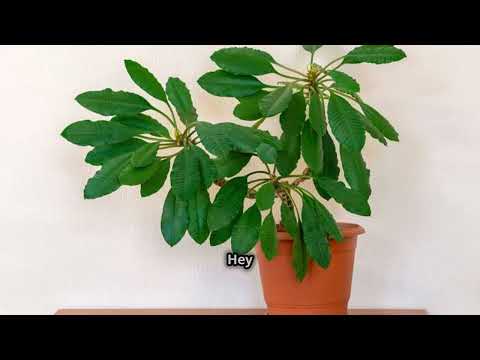 Madagascar Jewels . The Unique Euphorbia Leuconeura