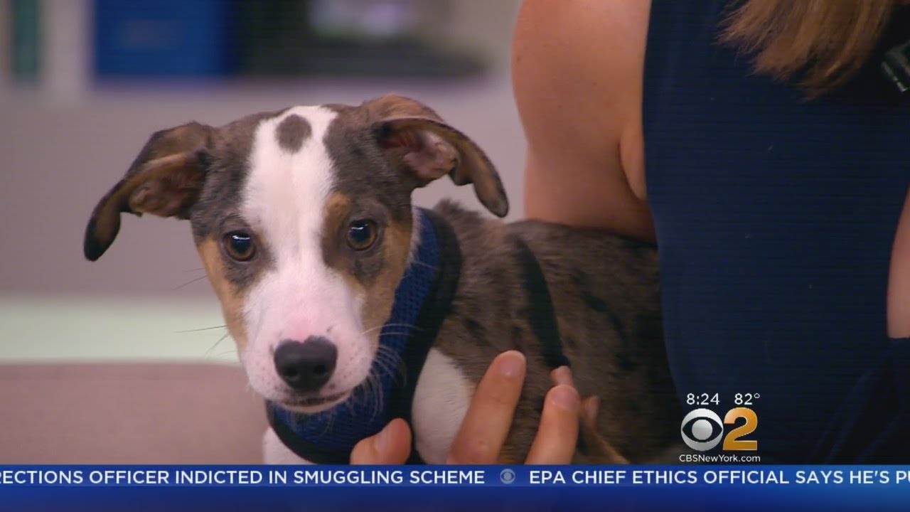 Furry Friend Finder: D'Angelo & Dixie