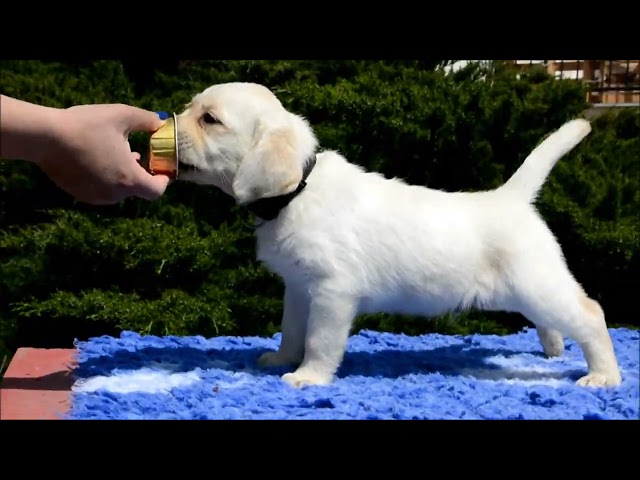 Labrador Retriever puppy for sale