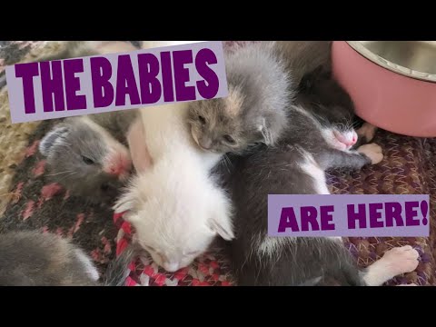 1 week old siamese kittens are here!