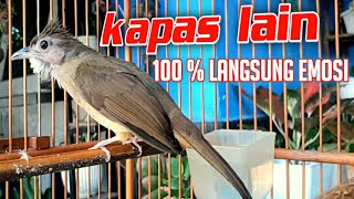 Download lagu Pancingan EMOSI KAPAS TEMBAK GACOR. mp3 Download lagu Pancingan EMOSI KAPAS TEMBAK GACOR. mp3