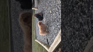 Video preview image #1 Peke-A-Poo Puppy For Sale in NEW HOLLAND, PA, USA