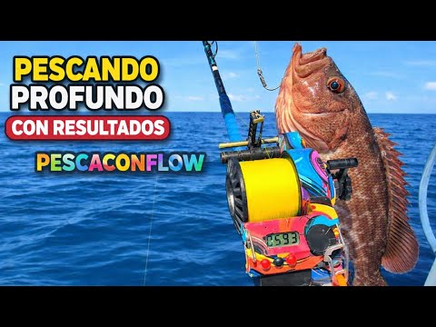 LIVE GROUPER MISTY EN 1000’ 