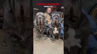 Download lagu Neapolitan Mastiff: Majestic Transformation & Essential Facts #dogbreed #viral #shorts mp3