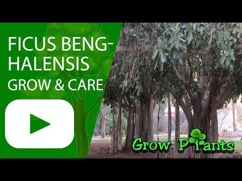 , title : 'Ficus benghalensis – grow & care (this tree Since 1888)'