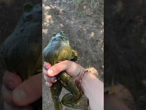 Catch clean and cook (bullfrogs) with fishing rod/pole 2,3 part will be up soon