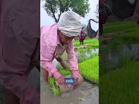 🌽 เทคนิคการปลูกข้าวของคนอินเดียที่ได้ผลผลิตสูง #shorts