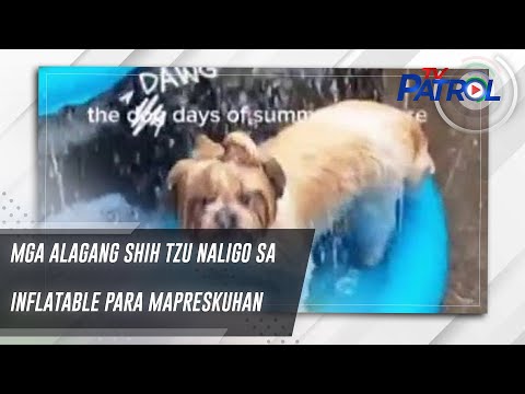 Mga alagang Shih Tzu naligo sa inflatable para mapreskuhan TV Patrol