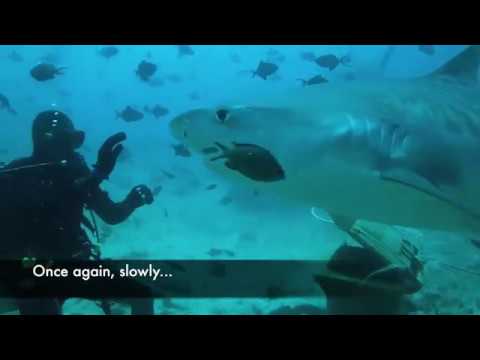 Fishing Hook Removal by Shark Diver Koli Nakarawa