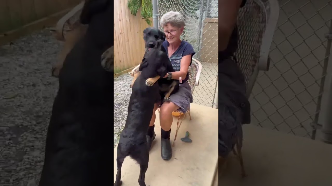Enlarge Sunny (9mo), a Adoptable mixed breed in Sewaren, NJ video 5/6