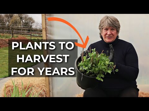 Easy Perennial Vegetables | Plant now to eat for years