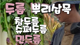 두릅나무 뿌리삽목번식하기 1만개  귀농묘목