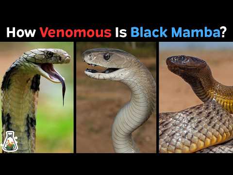 How Venomous is a Black Mamba Compared to Other Snakes?