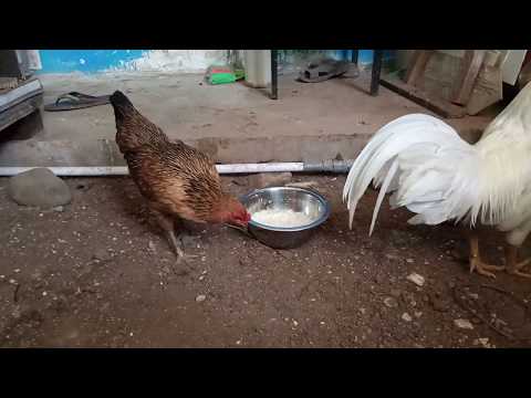 SIASAT NASI BASI  UNTUK PAKAN AYAM