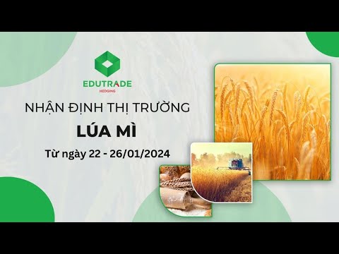 Nhận Định Thị Trường - Lúa mì (Ngày 22 - 26/01/2024)
