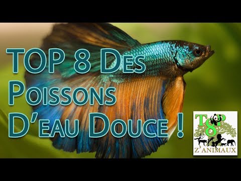 Top 8 Des Poissons D'eau Douce !