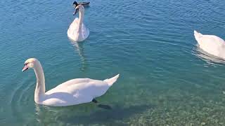 Really beautiful ducks and swarms  rother Valley Park  Rotherham 🇬🇧#uk