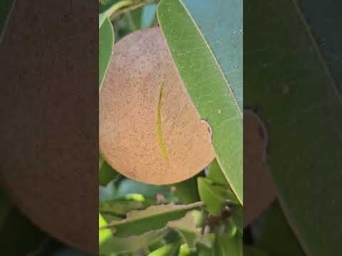 Testing My Naseberry To See If They Are Ready On The Tree