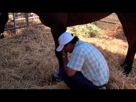 download lagu mp3 mp4 Shoe Boil Donut, download lagu Shoe Boil Donut gratis, unduh video klip Shoe Boil Donut