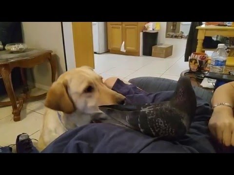 Henry, die Taube, liebt es, gestreichelt zu werden.